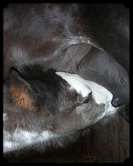A foal nurses its mother.